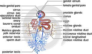 Hermaphroditic reproductive system of Sheep liver fluke Fasciola hepatica